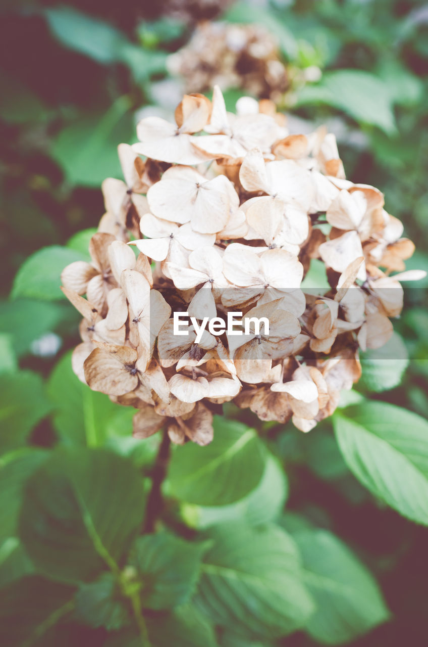 Close-up of hydrangea blooming outdoors