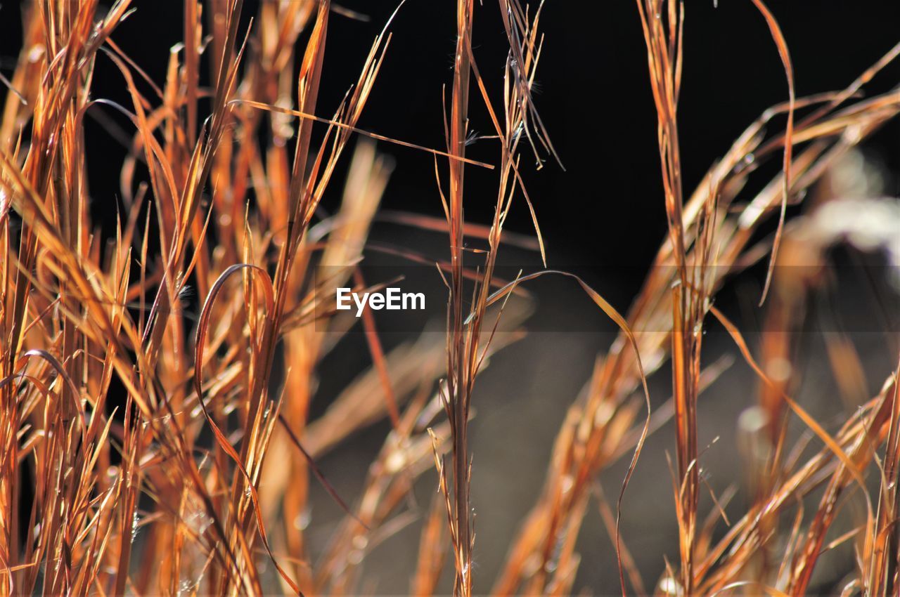 Close-up of plants