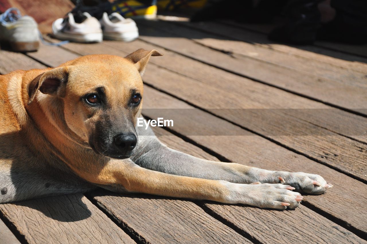 DOG LYING ON WOOD