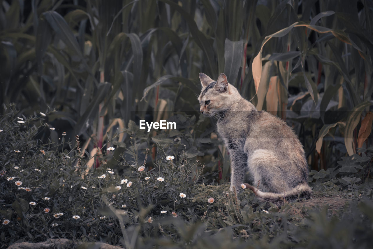 VIEW OF A CAT IN A FIELD