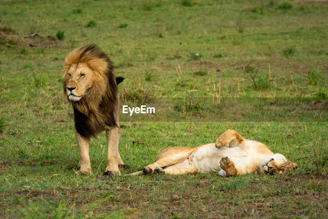 Male lion ignores prone female after mating