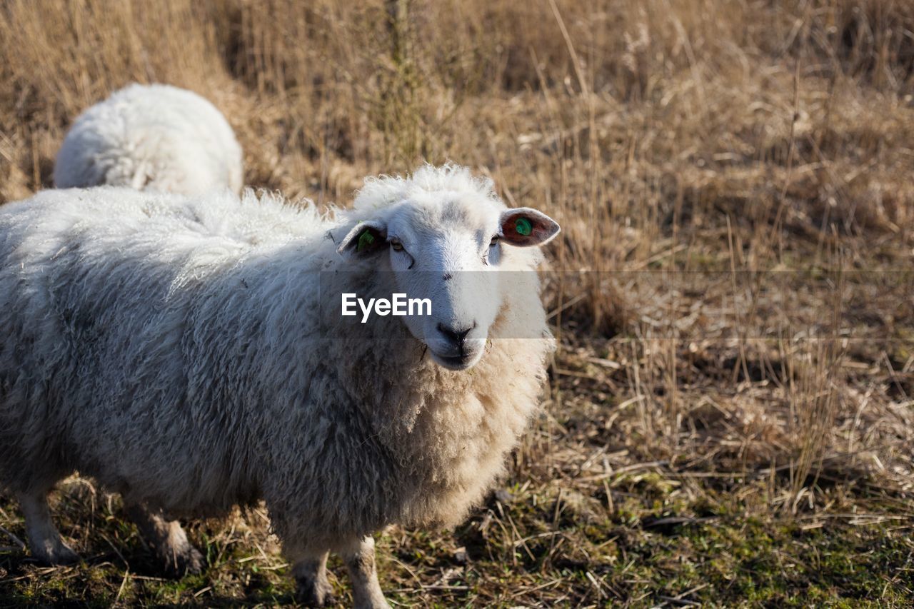 PORTRAIT OF SHEEP ON FIELD