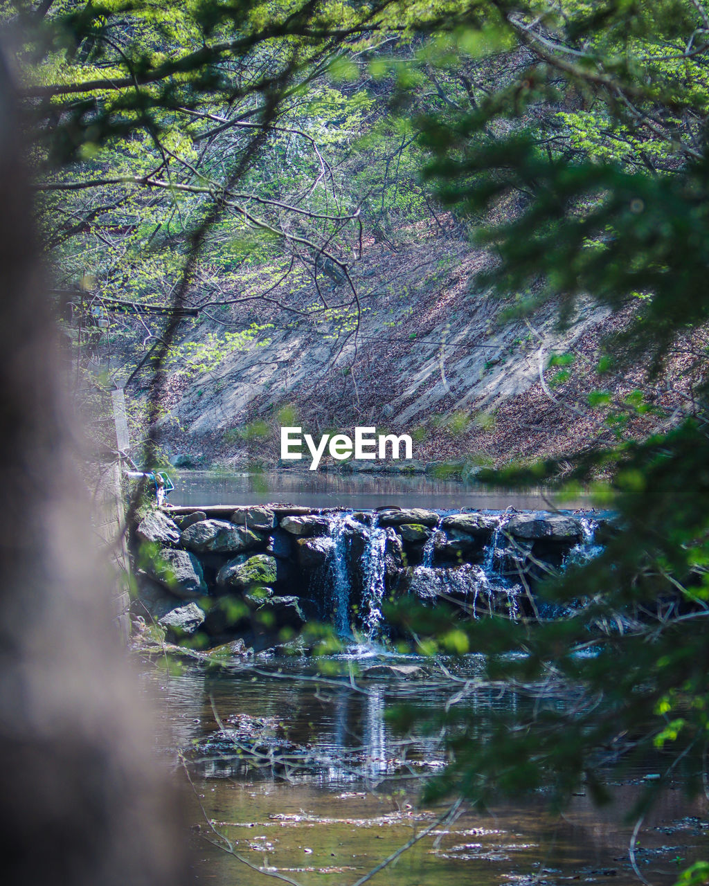 nature, water, tree, plant, forest, reflection, waterfall, stream, body of water, beauty in nature, river, land, scenics - nature, no people, day, leaf, woodland, flowing water, tranquility, water feature, motion, autumn, outdoors, growth, environment, non-urban scene, tranquil scene, wilderness, flower, rock, green, watercourse, natural environment, flowing
