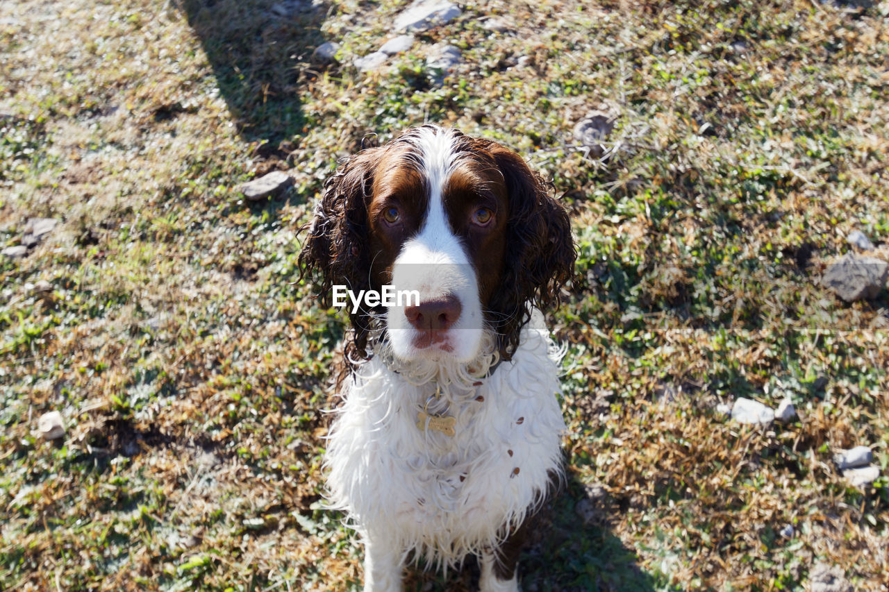 HIGH ANGLE VIEW PORTRAIT OF DOG ON FIELD