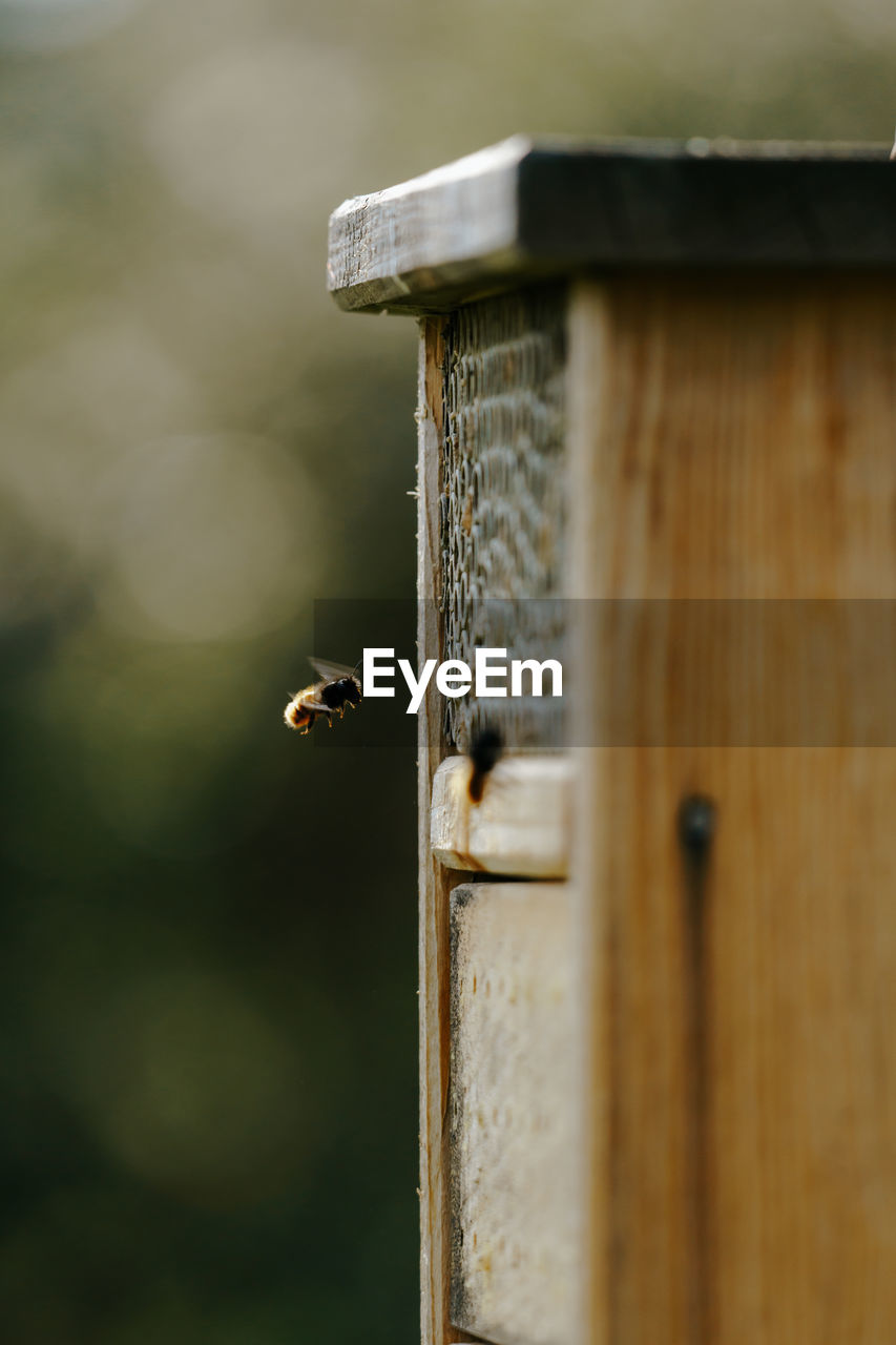 Close-up of bee flying towards insect hotel