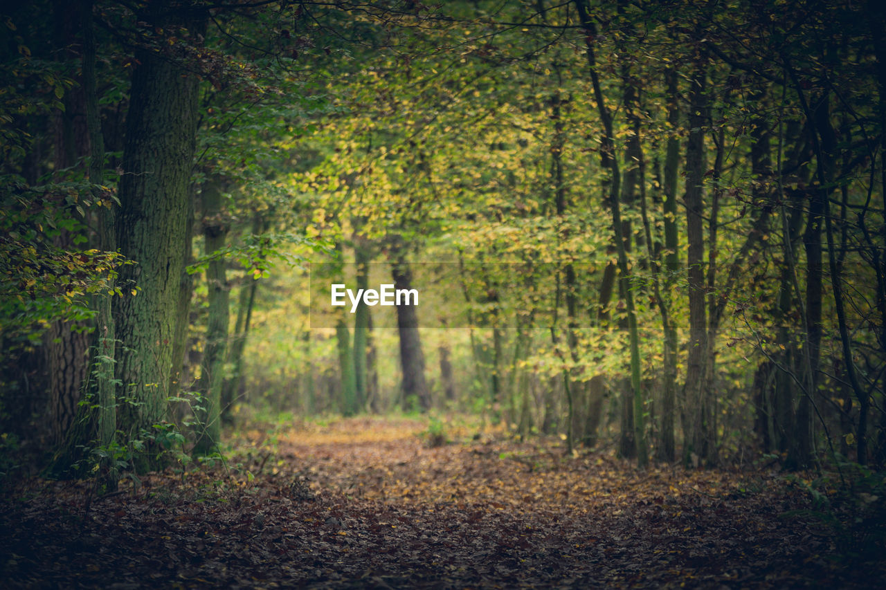 Trees in forest during autumn