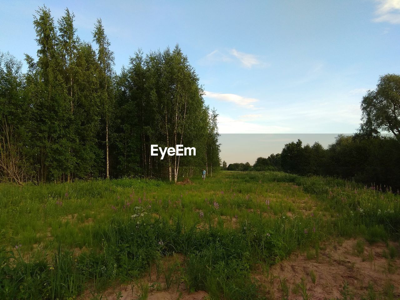 TREES AND PLANTS ON FIELD AGAINST SKY