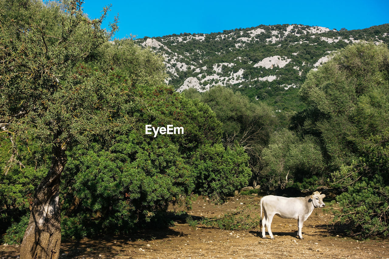 View of a cow on landscape