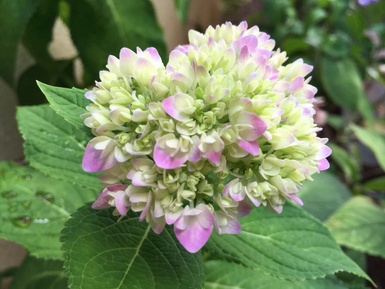 CLOSE-UP OF PINK FLOWERS BLOOMING