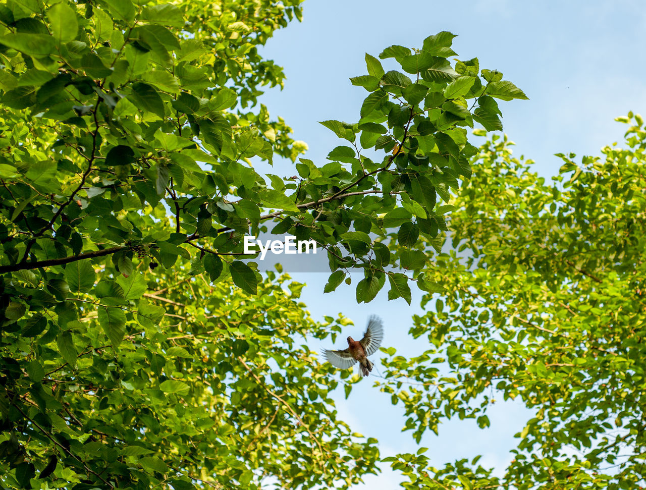 LOW ANGLE VIEW OF TREES AGAINST SKY