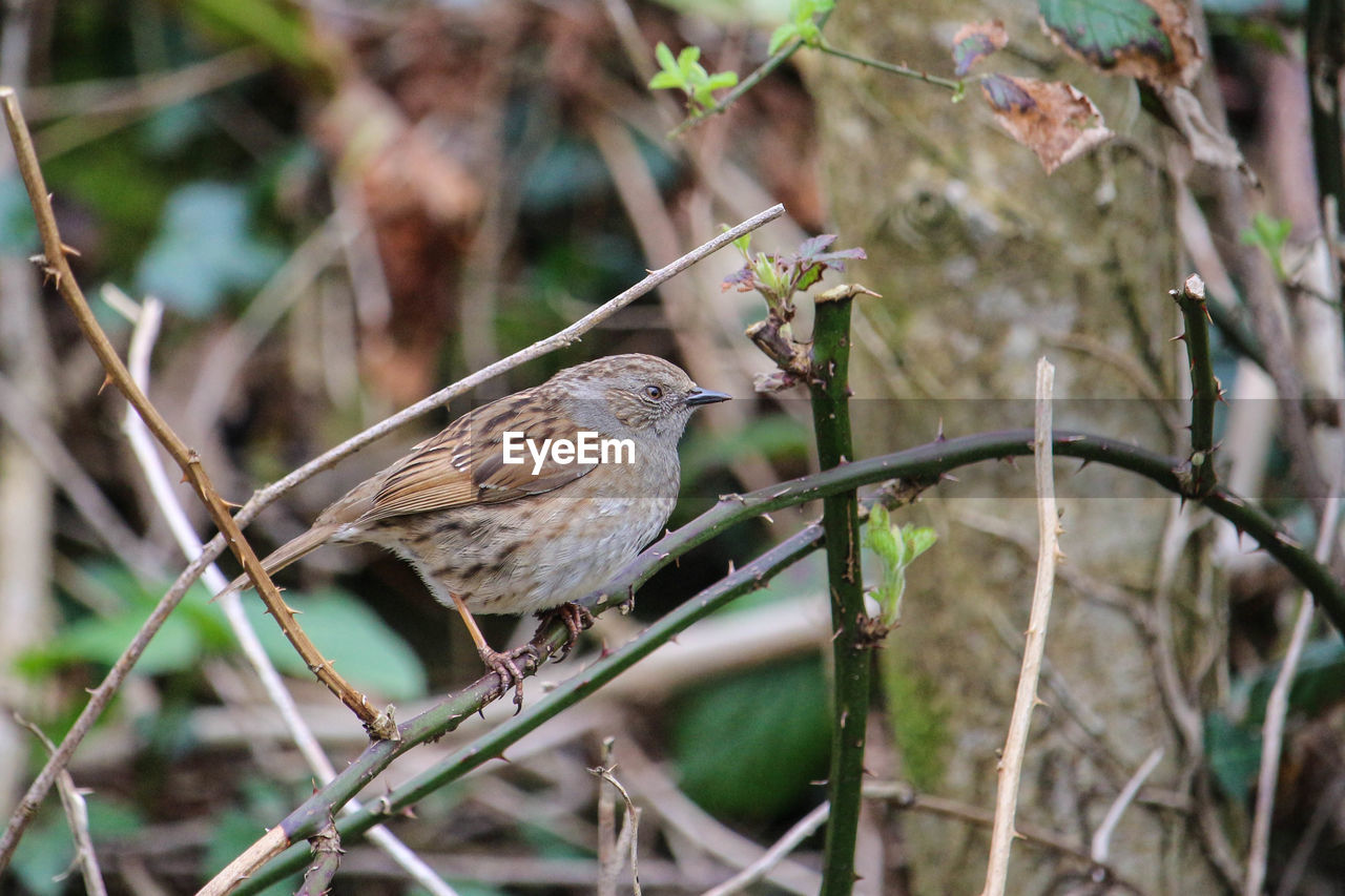 BIRD PERCHING ON A BRANCH