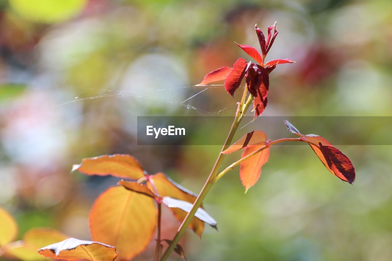 CLOSE-UP OF RED AUTUMN LEAVES