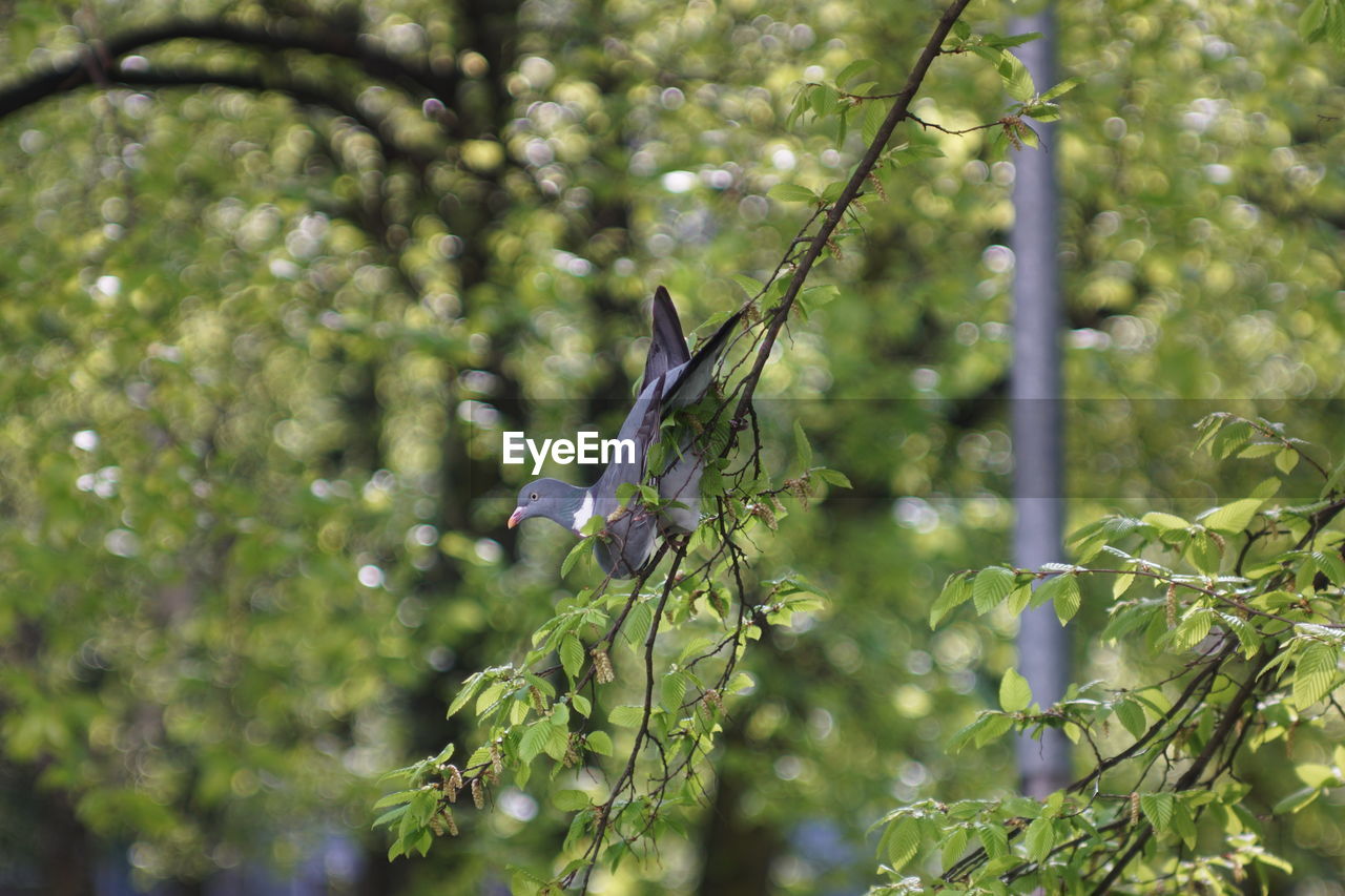 View of flowering plants on tree