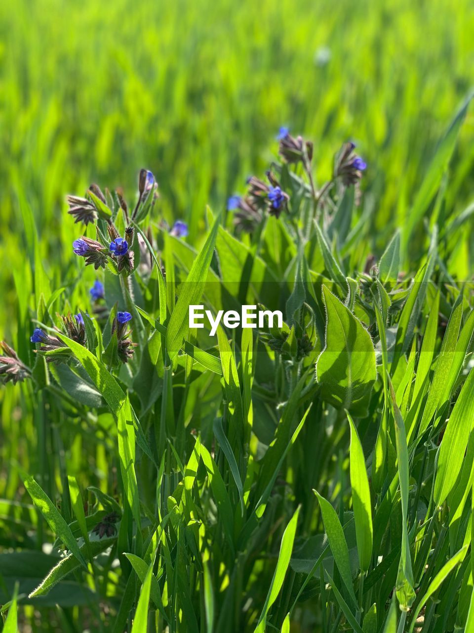 CLOSE-UP OF FLOWERING PLANT ON FIELD