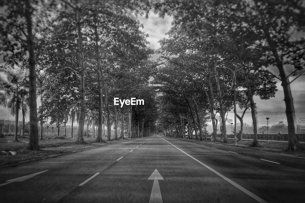 Empty road along trees