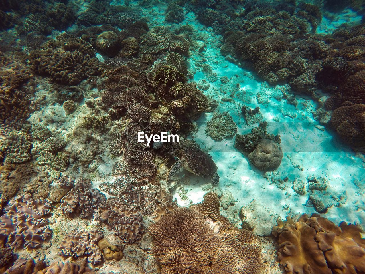 High angle view of turtle and coral in sea