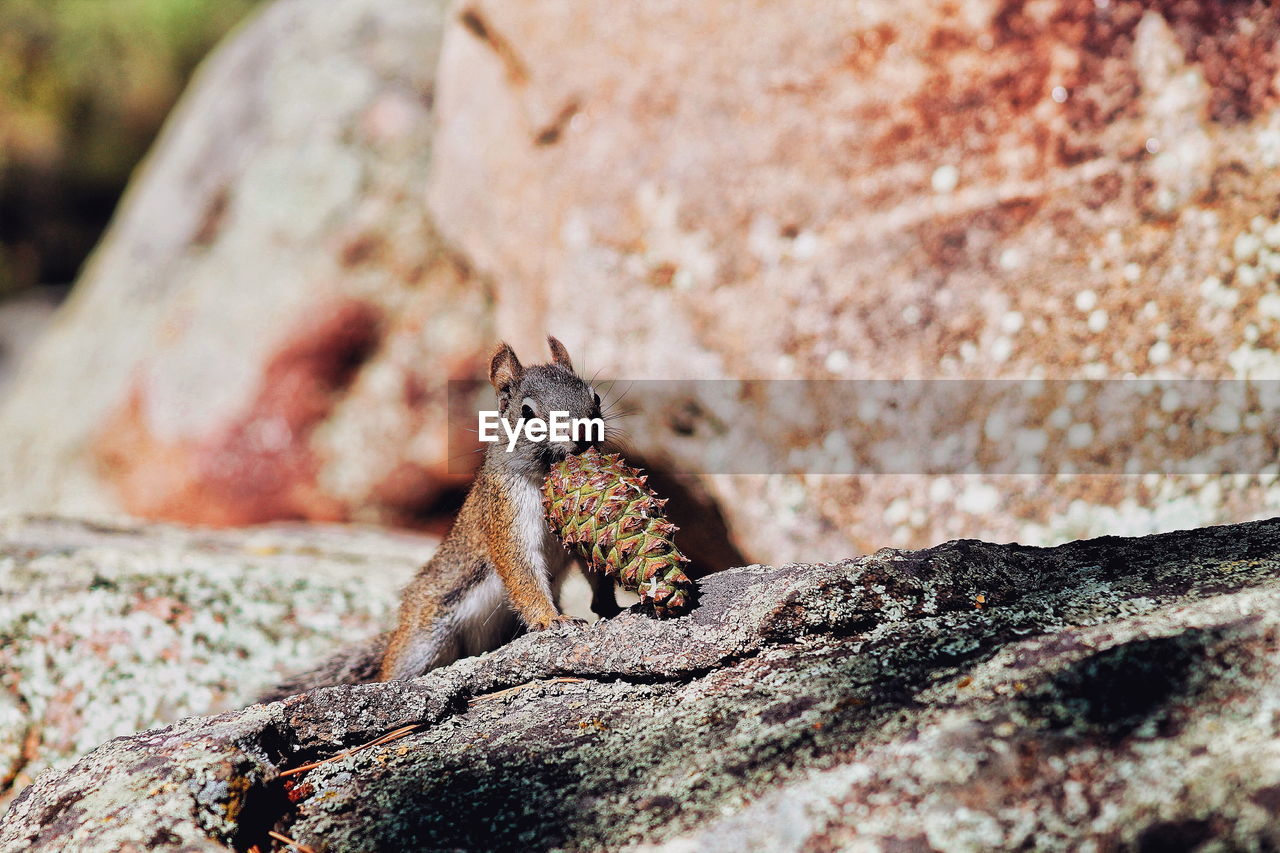 Close-up of squirrel on rock