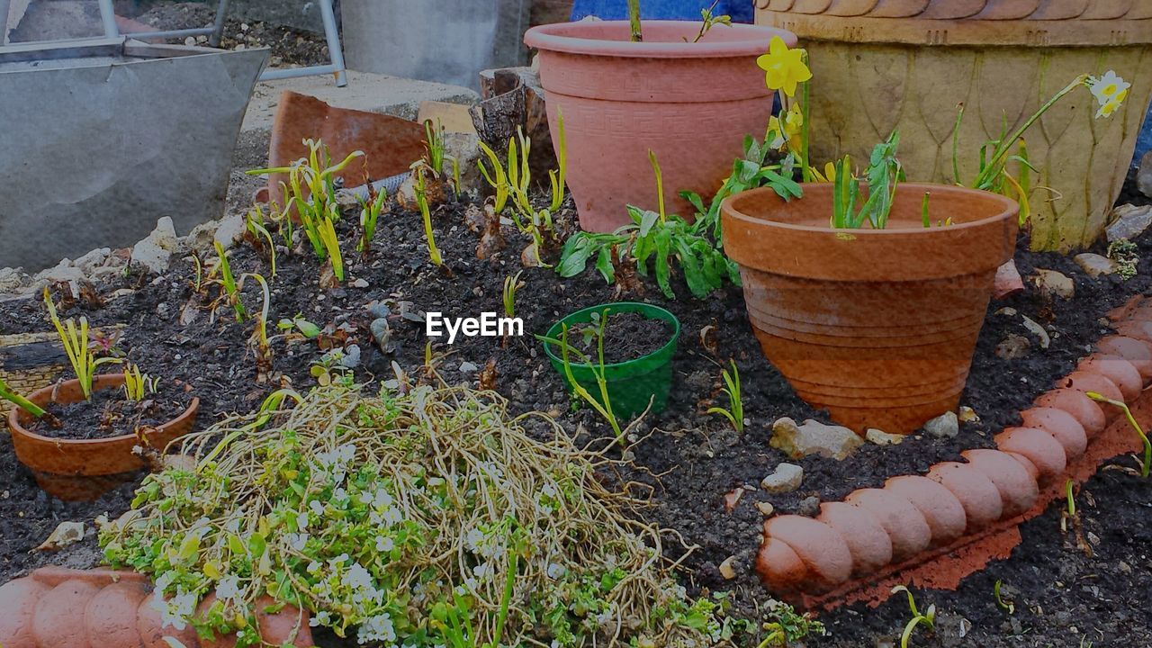 POTTED PLANTS IN BACKYARD