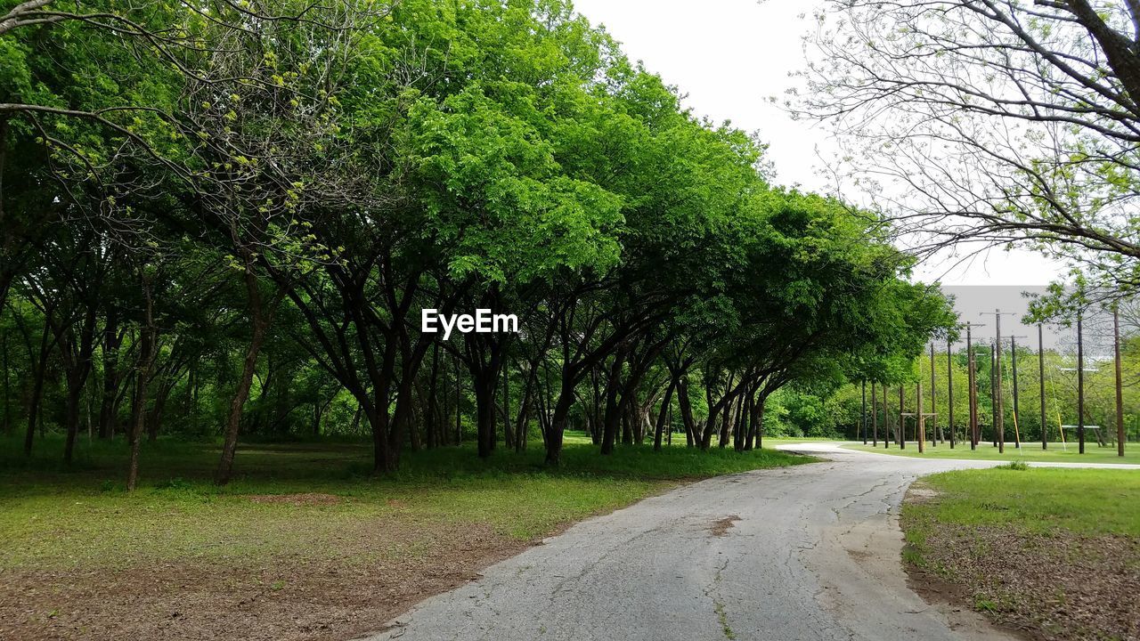 TREES IN PARK AGAINST SKY