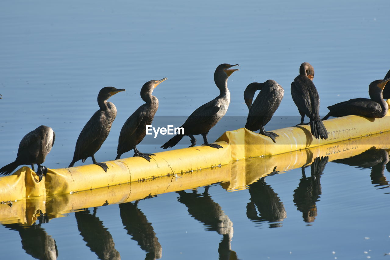 BIRDS PERCHING BY LAKE