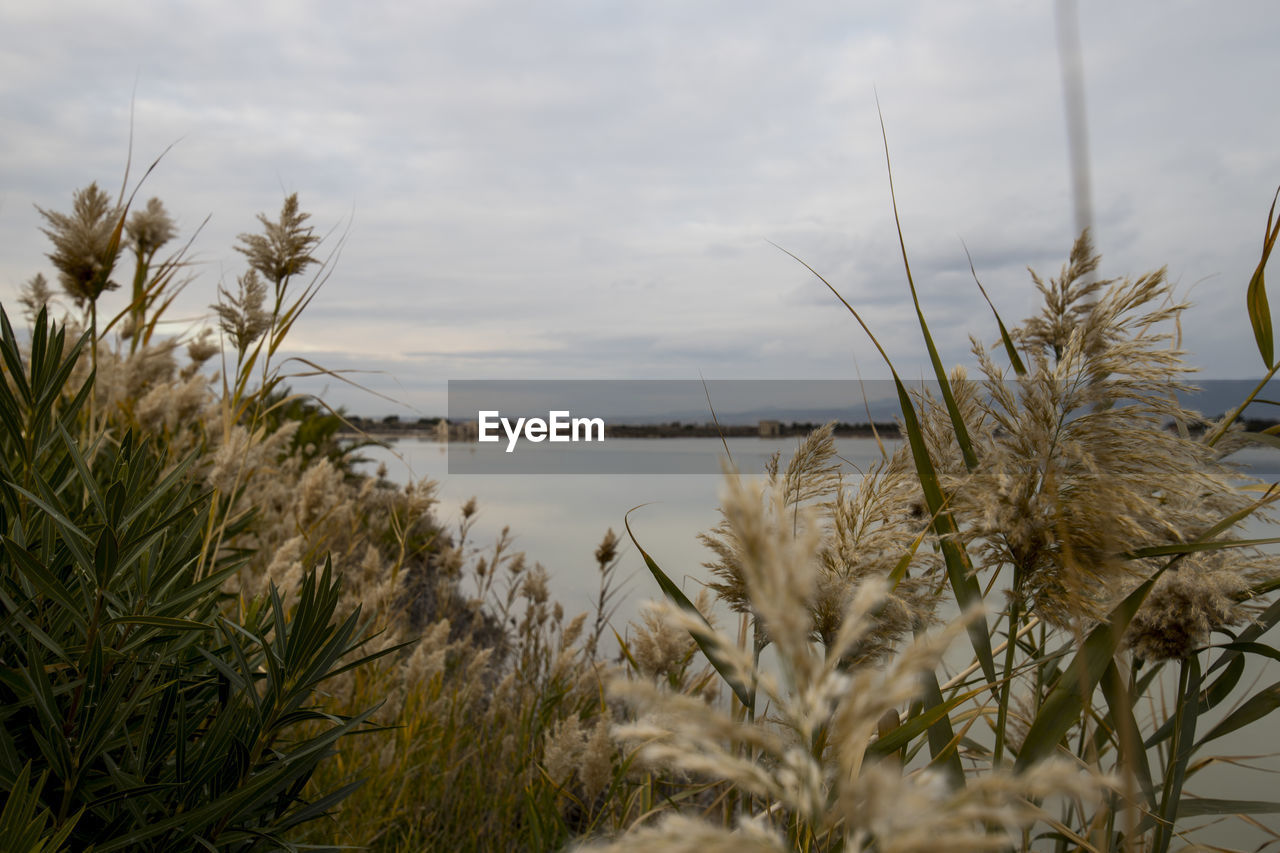 Close-up of plants by lake against sky