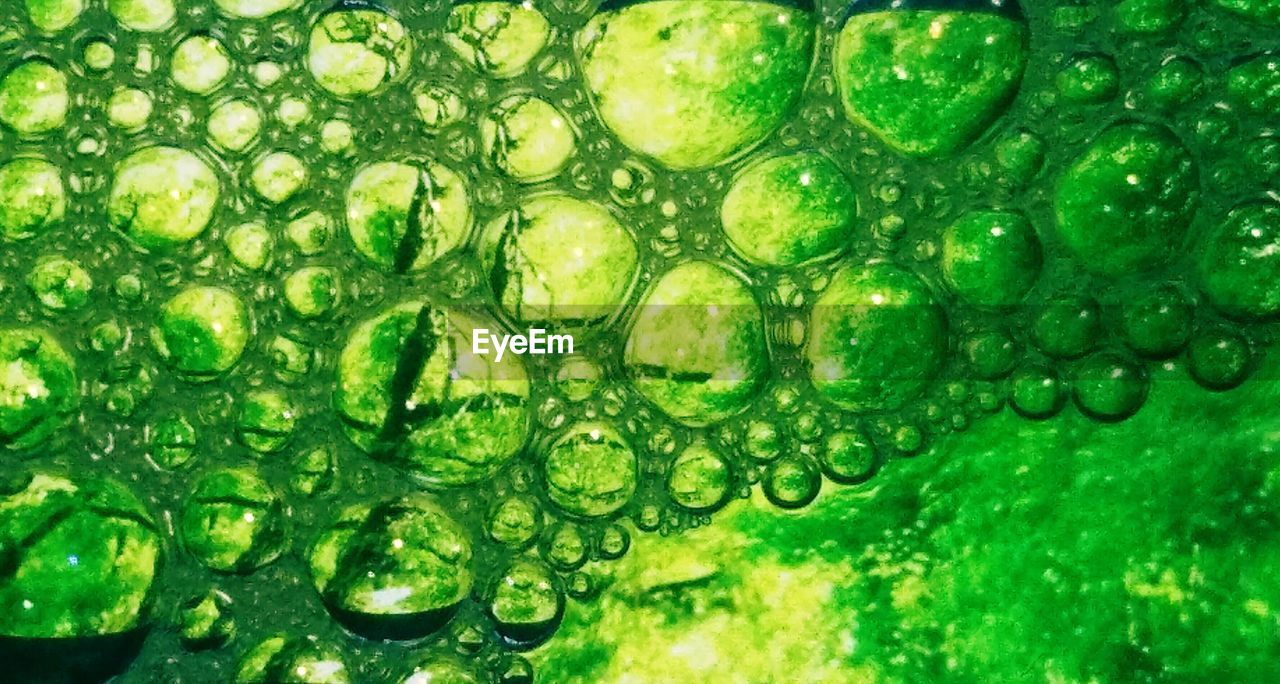 FULL FRAME SHOT OF WATER DROPS ON GREEN LEAF