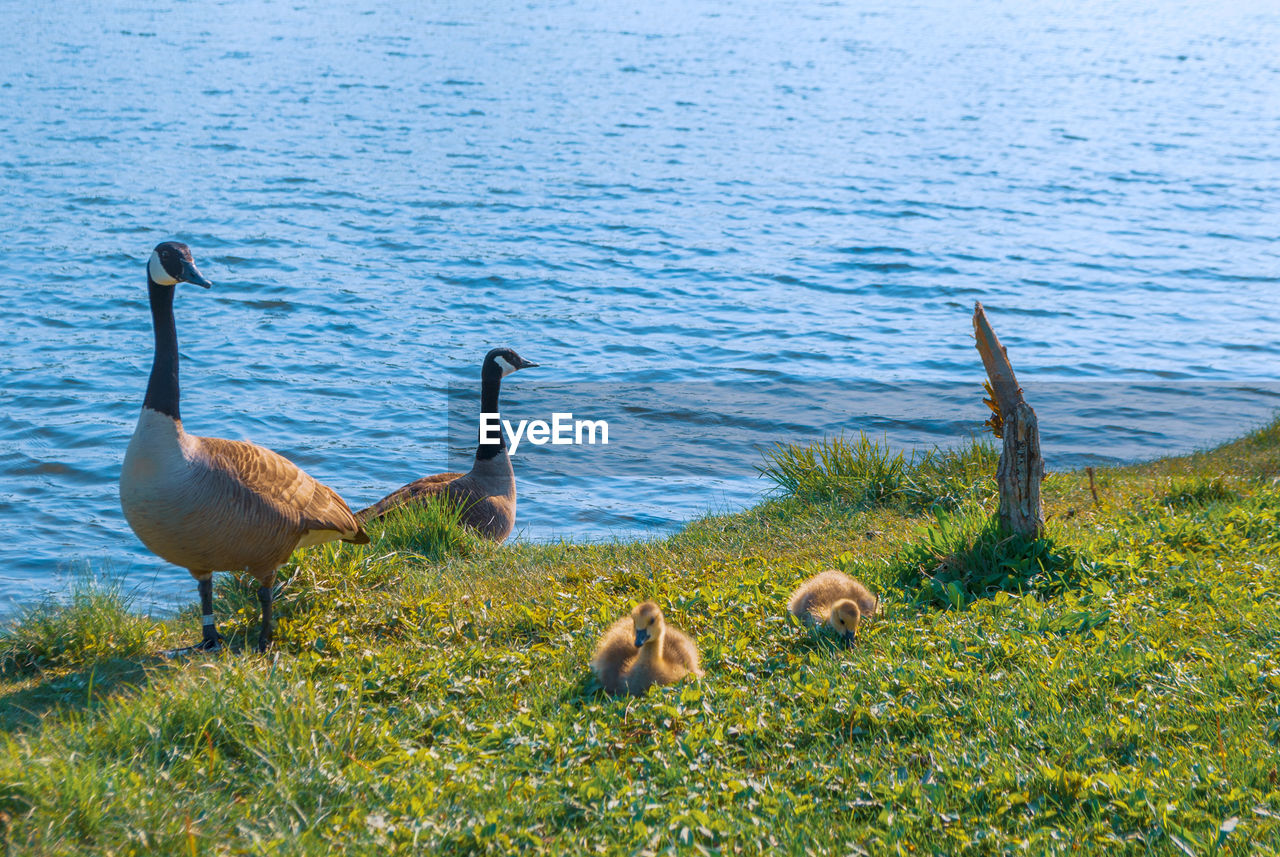 DUCKS IN LAKE