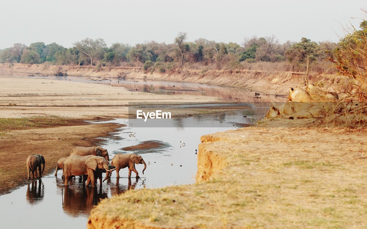 Elephants along the luangwa river