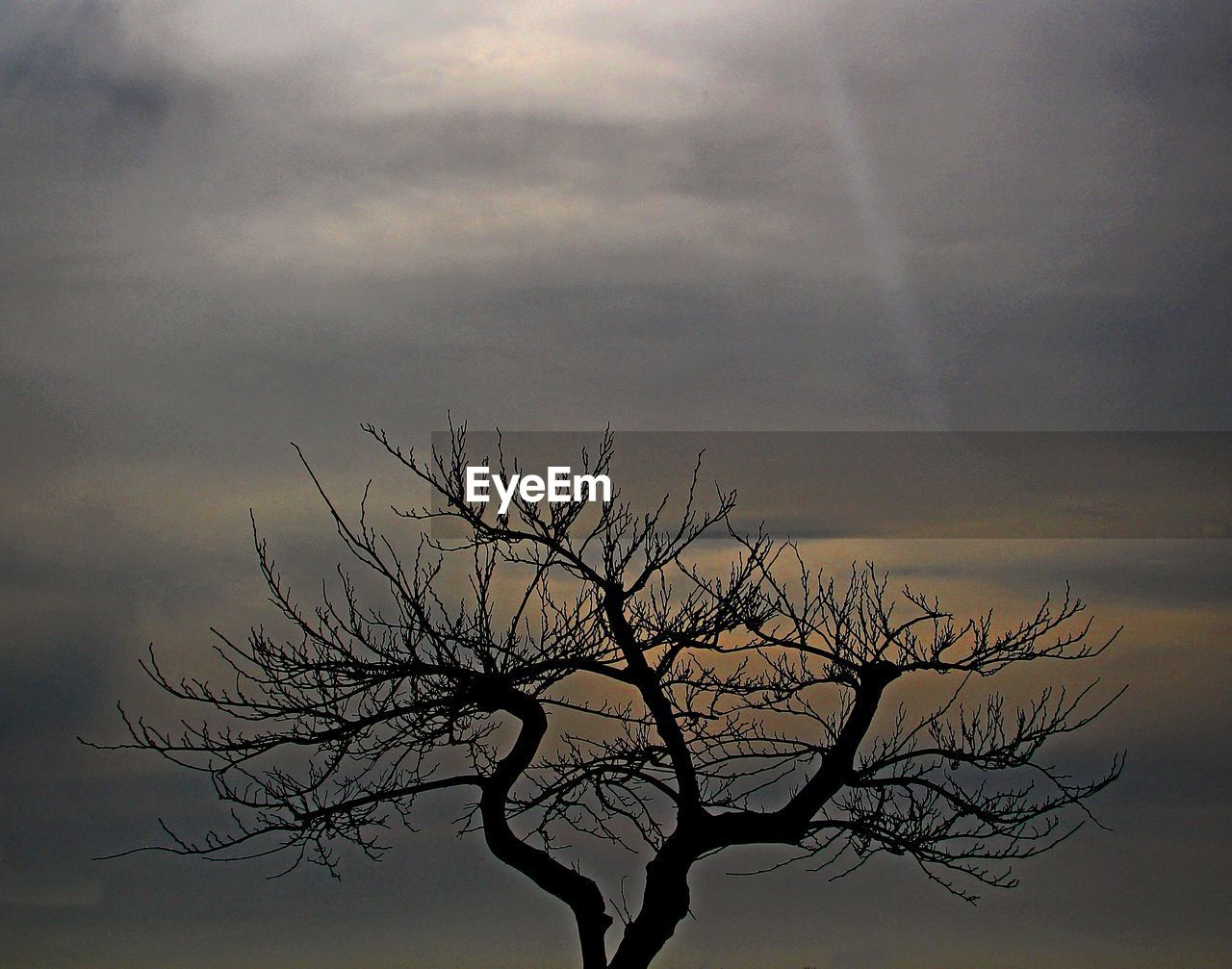 CLOSE-UP OF SILHOUETTE TREE AGAINST DRAMATIC SKY