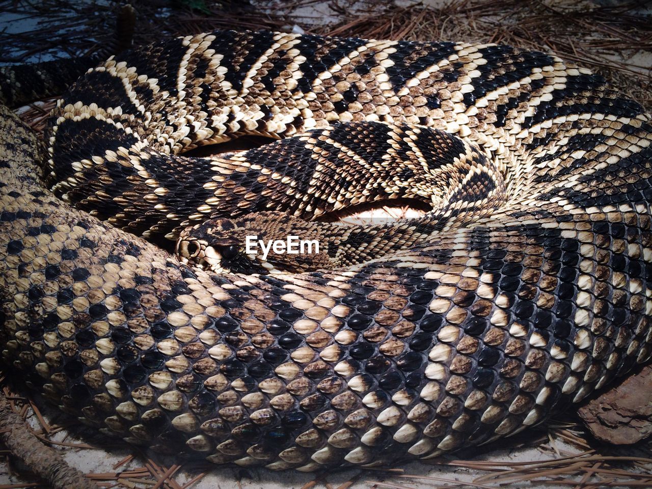 High angle view of snake on field