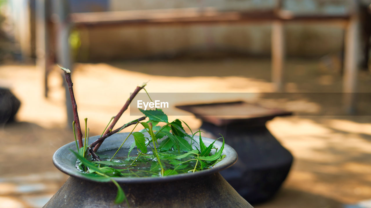 green, food and drink, nature, focus on foreground, food, leaf, no people, plant, day, outdoors, flower, wood, freshness, close-up, wellbeing, sunlight, table, healthy eating, potted plant