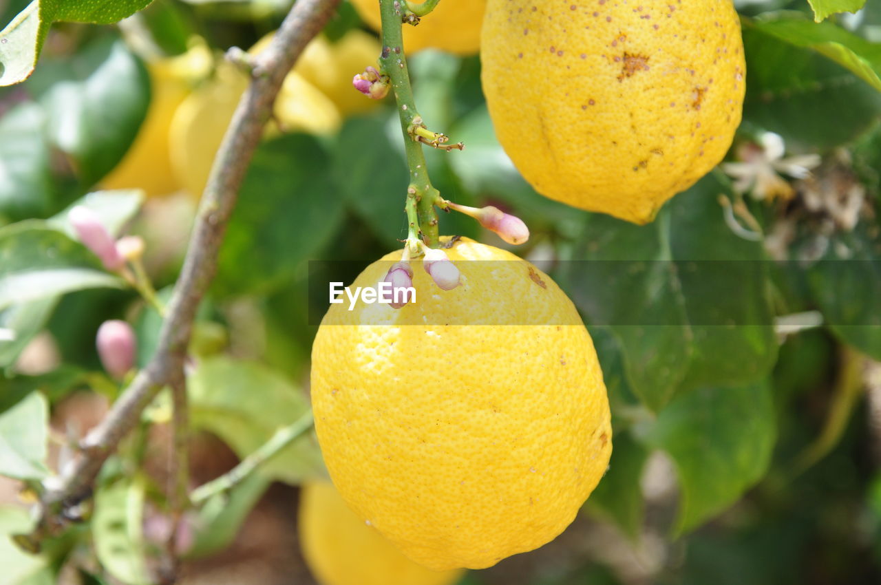 CLOSE-UP OF FRUIT