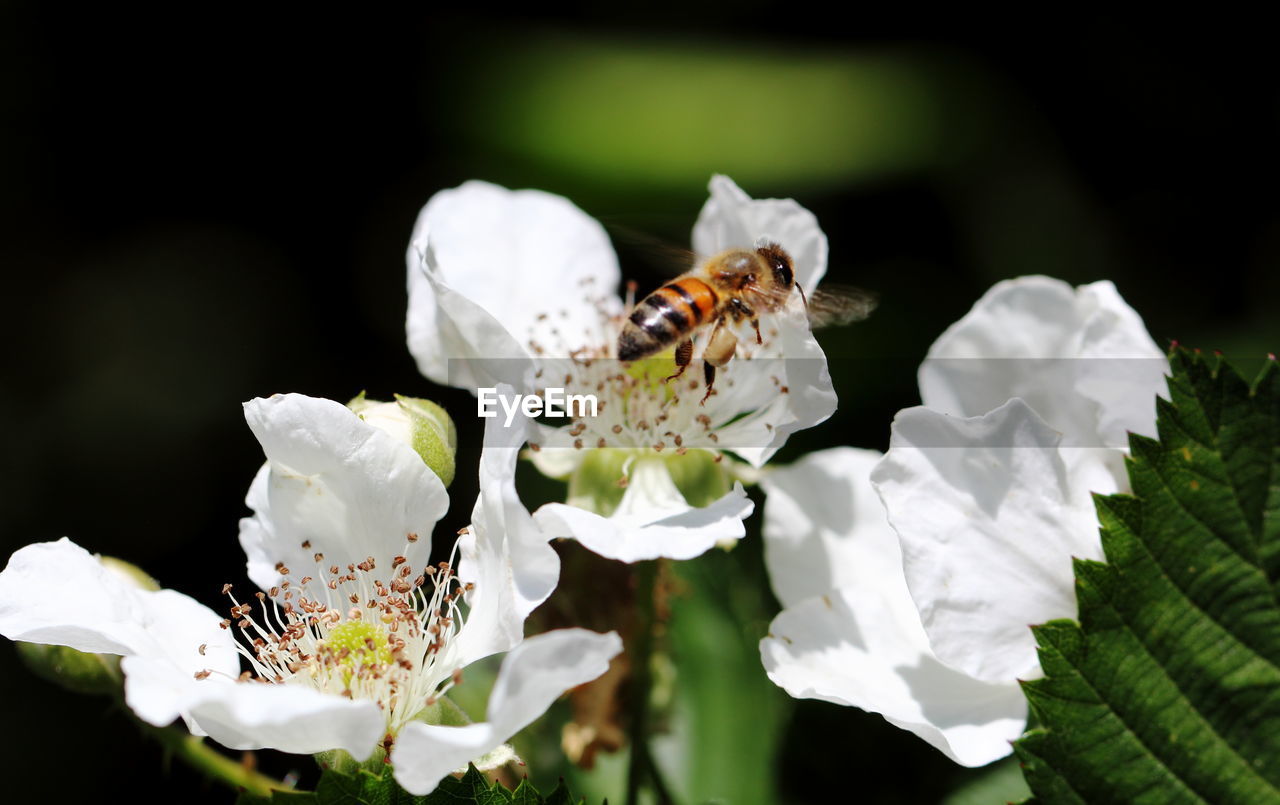 Close-up of bee on white flowering plant