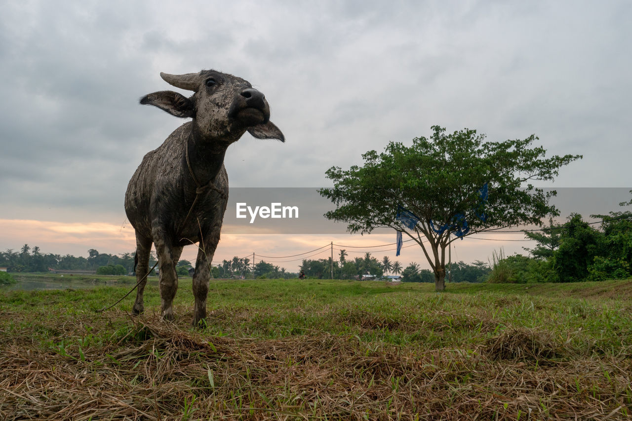 animal, animal themes, mammal, sky, plant, wildlife, cloud, nature, animal wildlife, domestic animals, one animal, grass, no people, environment, tree, landscape, savanna, livestock, rural area, outdoors, pasture, standing, sheep