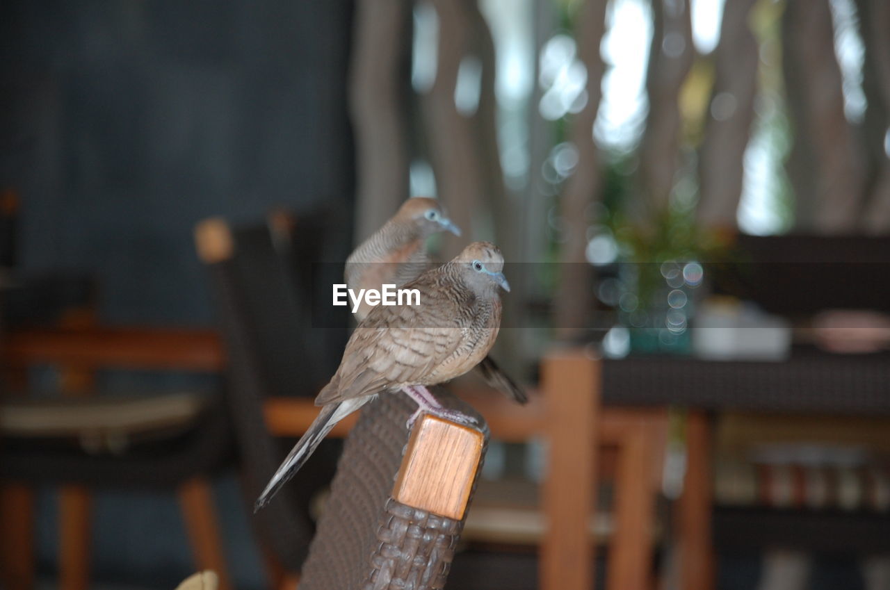 Birds perching on chair at restaurant