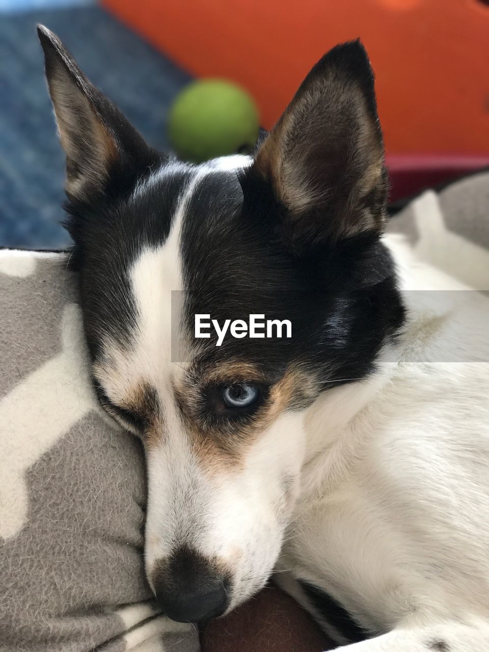 CLOSE-UP PORTRAIT OF DOG LYING ON BED AT HOME