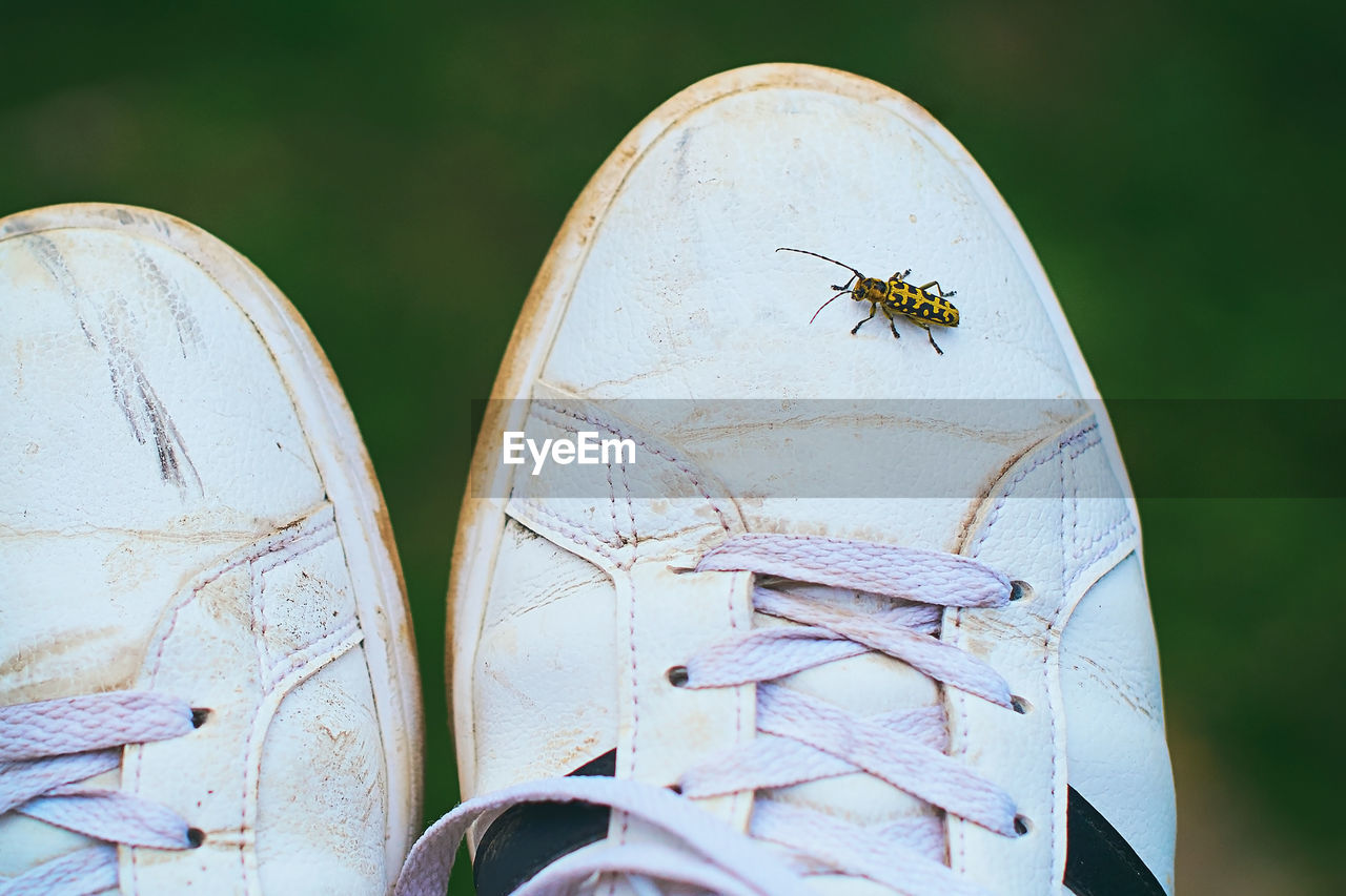 CLOSE-UP OF INSECT ON THE GROUND