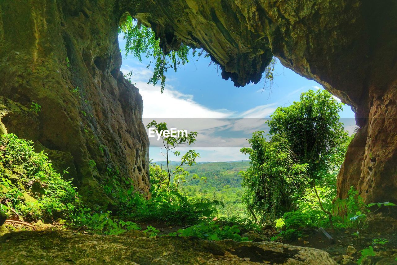 TREES ON MOUNTAIN AGAINST SKY