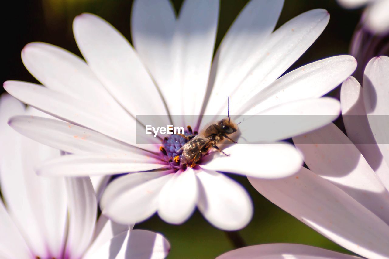 CLOSE-UP OF HONEY BEE POLLINATING FLOWER