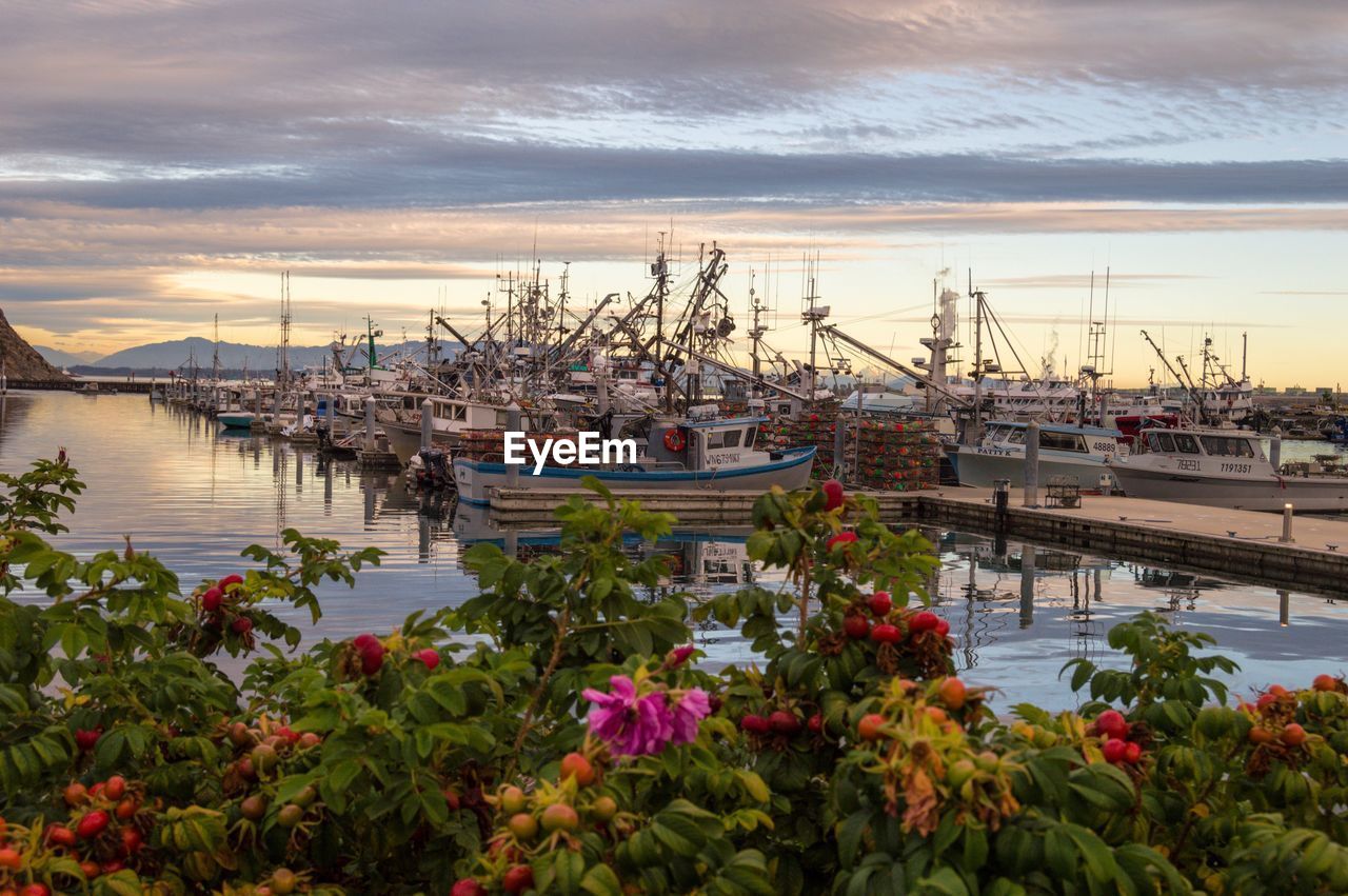 Boats moored at harbor against sky during sunset