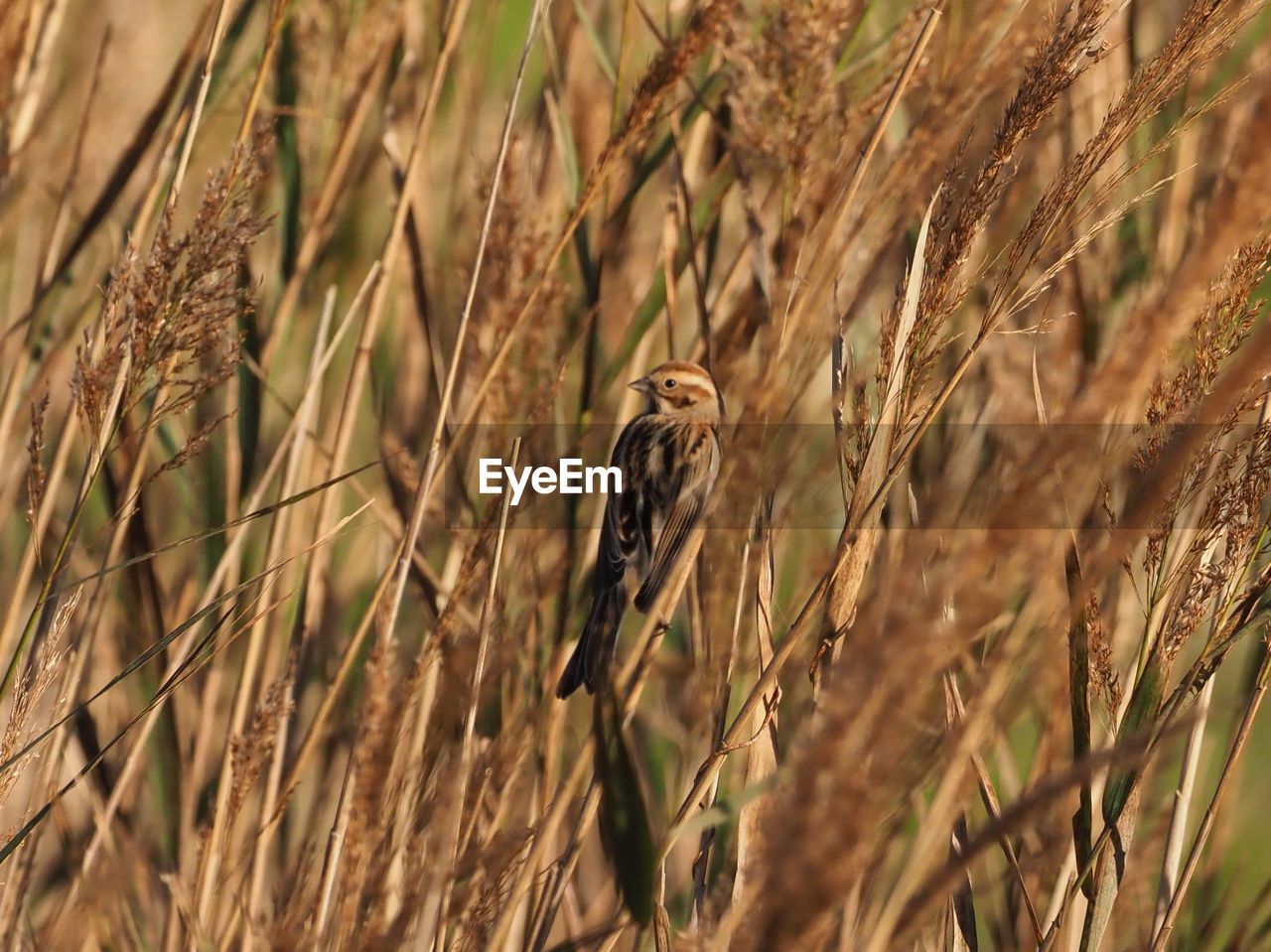 CLOSE-UP OF A WHEAT CROP