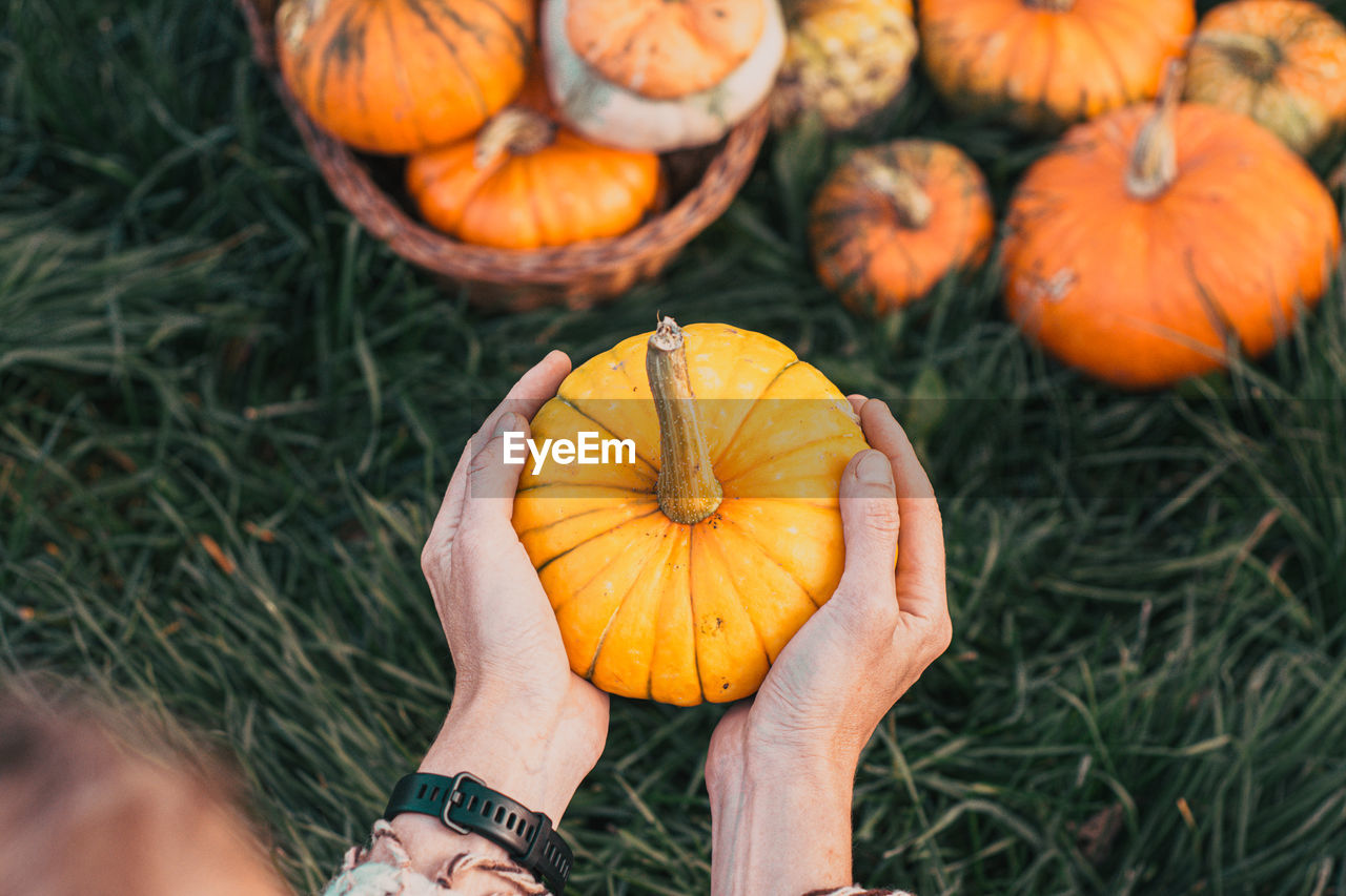 cropped hand of person holding pumpkin