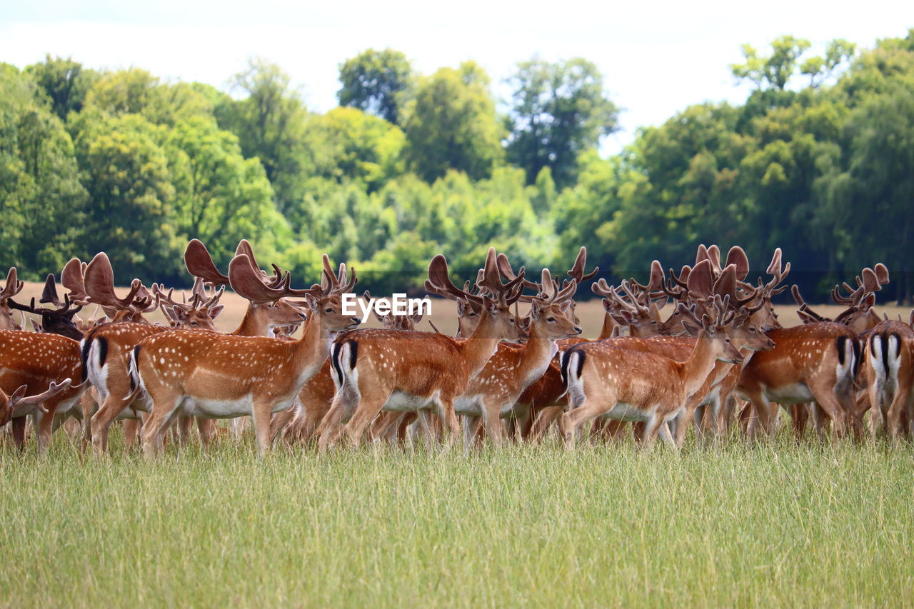 Deers in a field