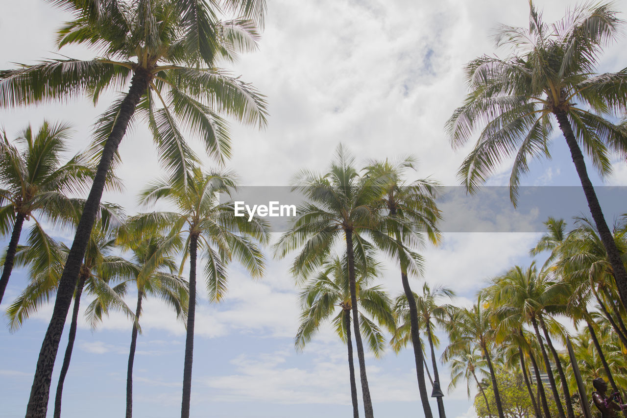 Palm trees, hawaii