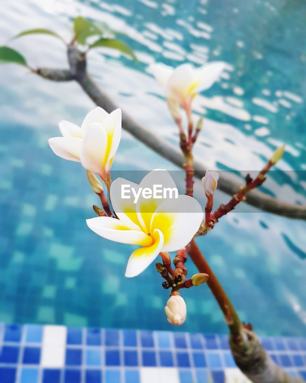 CLOSE-UP OF FRESH WHITE FLOWER AGAINST SKY