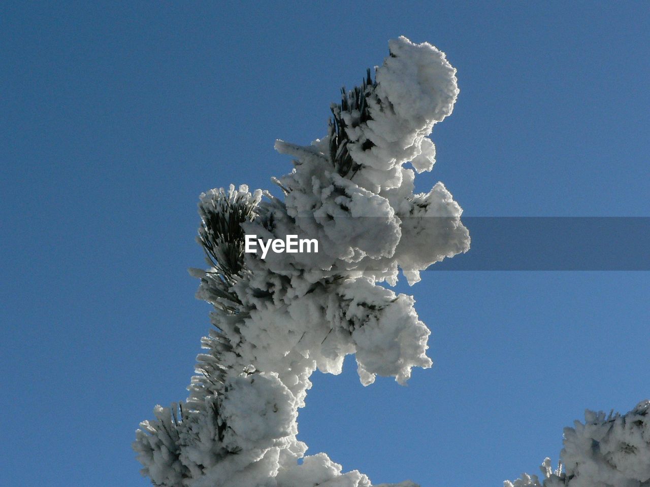 Low angle view of snow covered tree