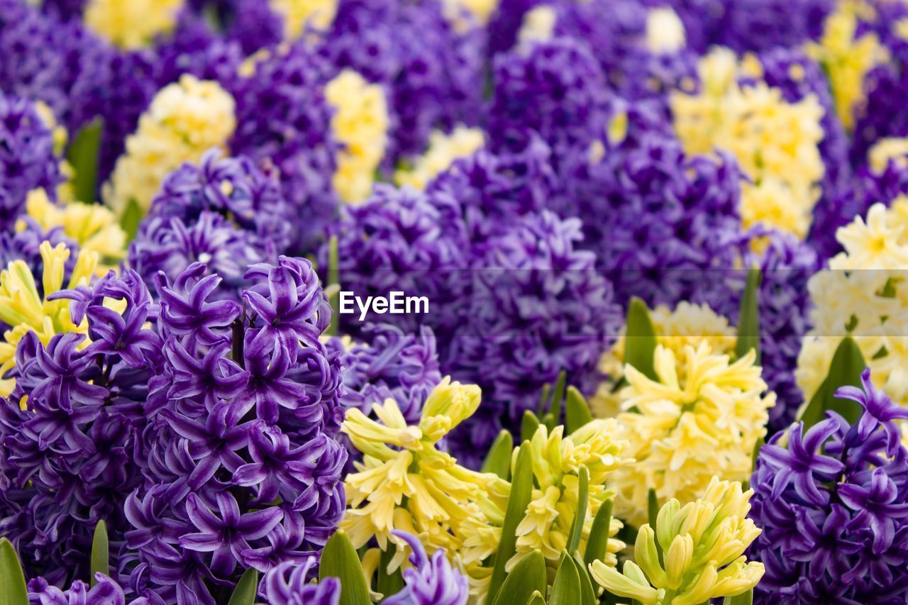 Close-up of purple flowers blooming outdoors