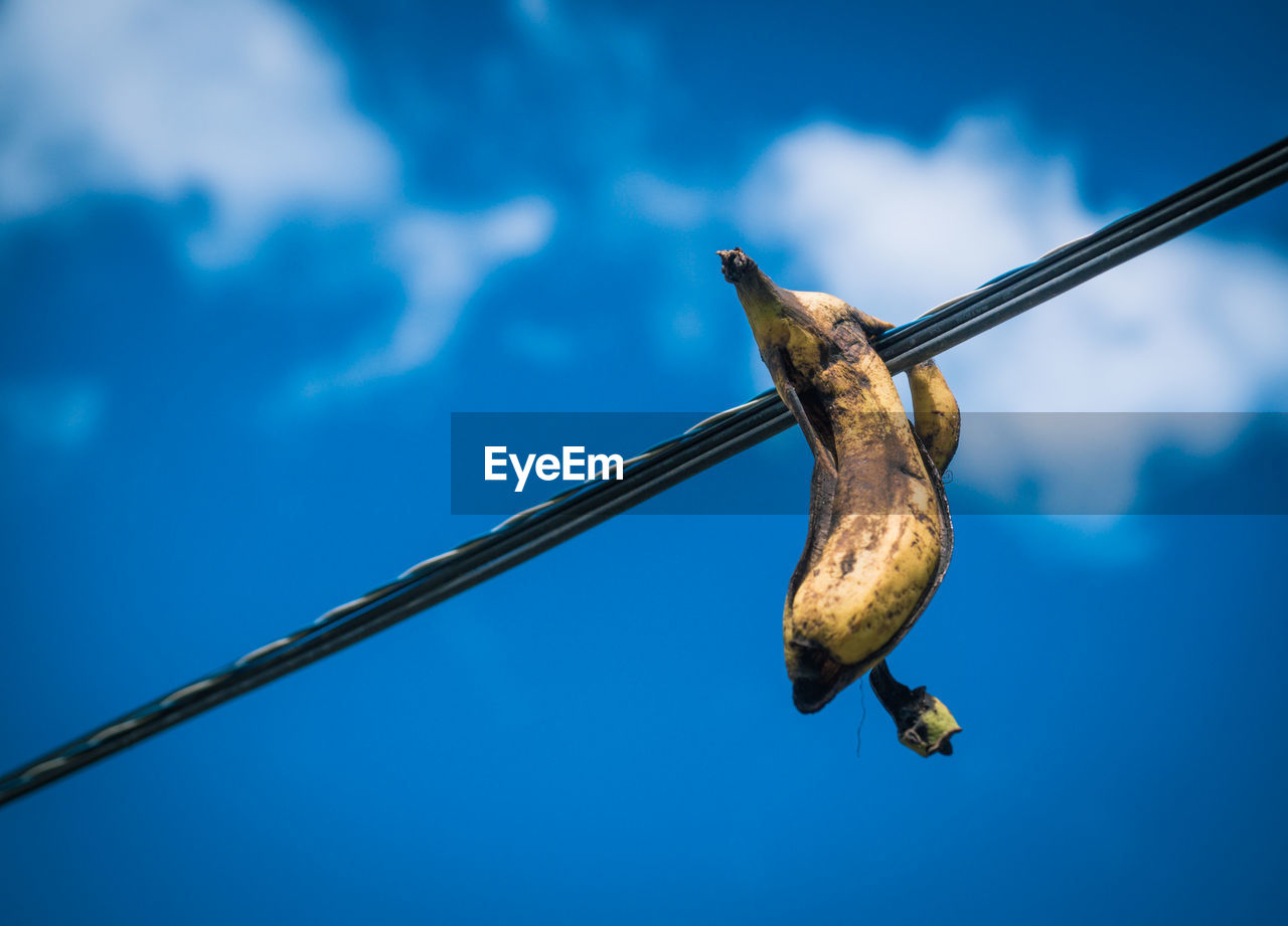 Low angle view of a banana peel against the sky