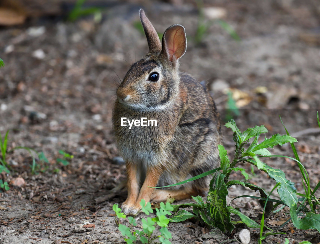 Close-up of a rabbit on land