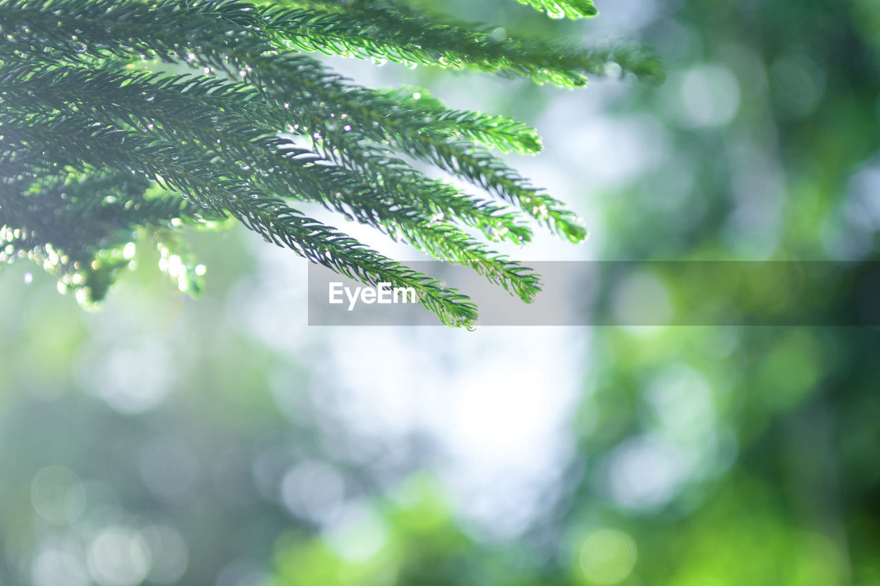 LOW ANGLE VIEW OF WET LEAVES ON TREE